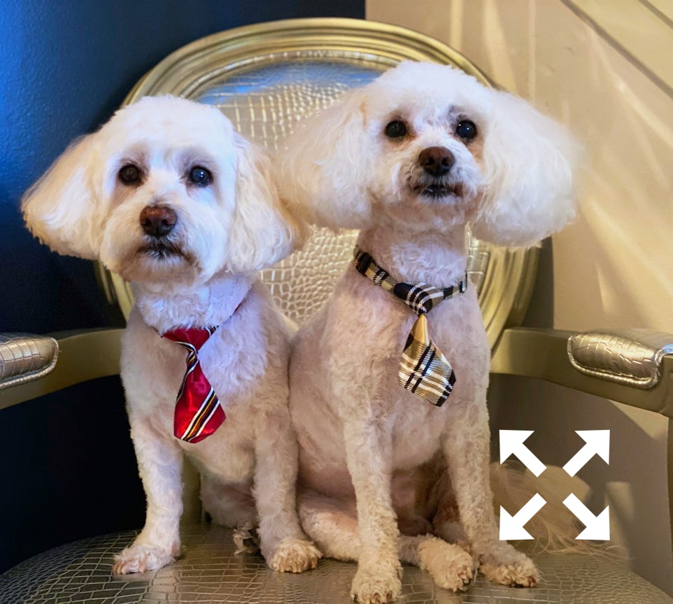 Photo Of Woman Beside Dog
