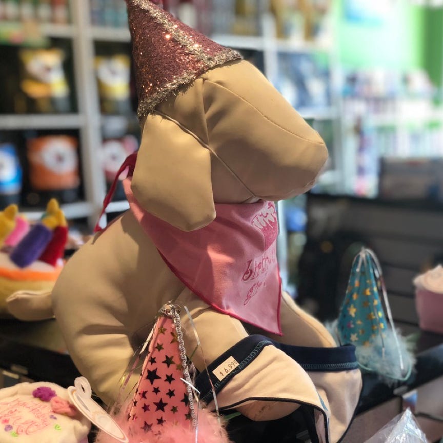 Terrier Dog being Groomed by a Professional Groomer